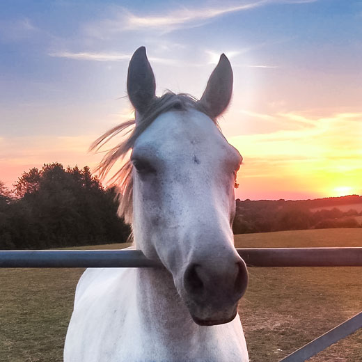 Yoga for Equestrians