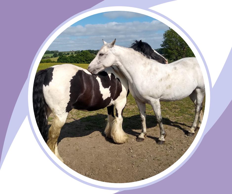 Yoga for Horse Riders